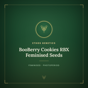 BooBerry Cookies RBX Feminised Seeds BooBerry Cookies RBX Feminised Seeds