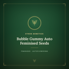 Bubble Gummy Auto Feminised Seeds Bubble Gummy Auto Feminised Seeds