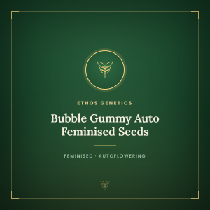Bubble Gummy Auto Feminised Seeds Bubble Gummy Auto Feminised Seeds