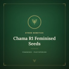 Chama R1 Feminised Seeds