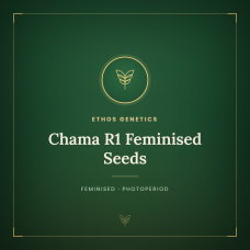 Chama R1 Feminised Seeds Chama R1 Feminised Seeds
