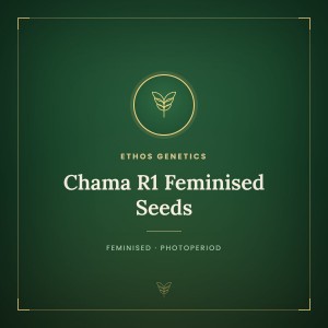 Chama R1 Feminised Seeds Chama R1 Feminised Seeds