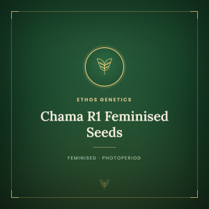 Chama R1 Feminised Seeds