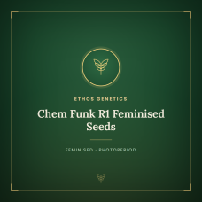 Chem Funk R1 Feminised Seeds Chem Funk R1 Feminised Seeds