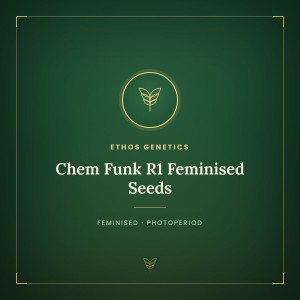 Chem Funk R1 Feminised Seeds Chem Funk R1 Feminised Seeds