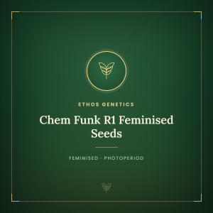 Chem Funk R1 Feminised Seeds Chem Funk R1 Feminised Seeds