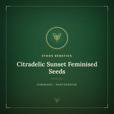 Citradelic Sunset Feminised Seeds Citradelic Sunset Feminised Seeds