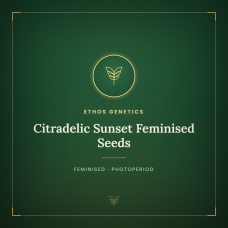 Citradelic Sunset Feminised Seeds Citradelic Sunset Feminised Seeds
