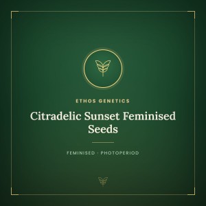 Citradelic Sunset Feminised Seeds