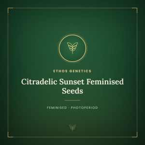 Citradelic Sunset Feminised Seeds Citradelic Sunset Feminised Seeds