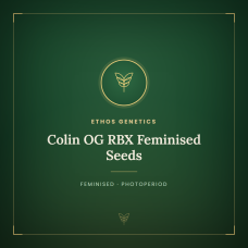 Colin OG RBX Feminised Seeds Colin OG RBX Feminised Seeds