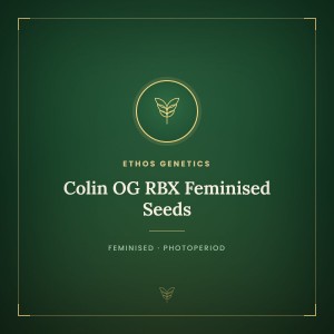 Colin OG RBX Feminised Seeds Colin OG RBX Feminised Seeds