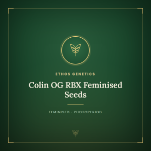 Colin OG RBX Feminised Seeds Colin OG RBX Feminised Seeds