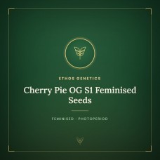 Cherry Pie OG S1 Feminised Seeds Cherry Pie OG S1 Feminised Seeds