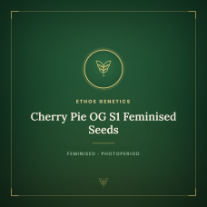Cherry Pie OG S1 Feminised Seeds Cherry Pie OG S1 Feminised Seeds