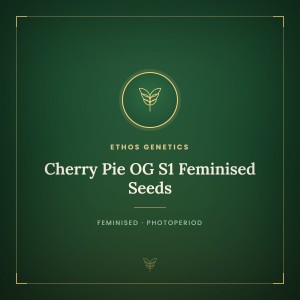 Cherry Pie OG S1 Feminised Seeds Cherry Pie OG S1 Feminised Seeds
