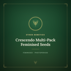 Crescendo Multi-Pack Feminised Seeds Crescendo Multi-Pack Feminised Seeds