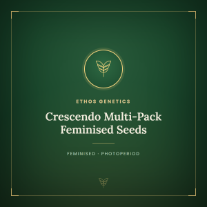 Crescendo Multi-Pack Feminised Seeds Crescendo Multi-Pack Feminised Seeds