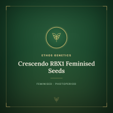 Crescendo RBX1 Feminised Seeds Crescendo RBX1 Feminised Seeds
