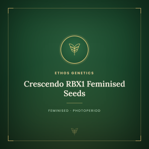Crescendo RBX1 Feminised Seeds Crescendo RBX1 Feminised Seeds