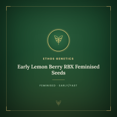 Early Lemon Berry RBX Feminised Seeds Early Lemon Berry RBX Feminised Seeds