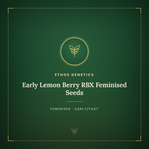 Early Lemon Berry RBX Feminised Seeds Early Lemon Berry RBX Feminised Seeds
