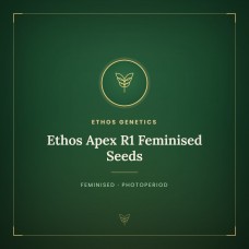 Ethos Apex R1 Feminised Seeds Ethos Apex R1 Feminised Seeds