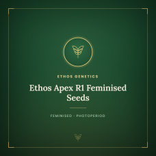 Ethos Apex R1 Feminised Seeds Ethos Apex R1 Feminised Seeds