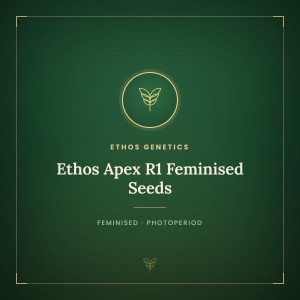 Ethos Apex R1 Feminised Seeds