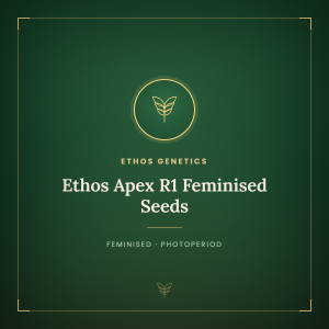 Ethos Apex R1 Feminised Seeds Ethos Apex R1 Feminised Seeds