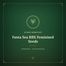 Fanta Sea RBX Feminised Seeds Fanta Sea RBX Feminised Seeds