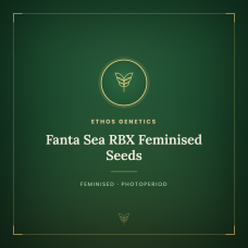 Fanta Sea RBX Feminised Seeds Fanta Sea RBX Feminised Seeds