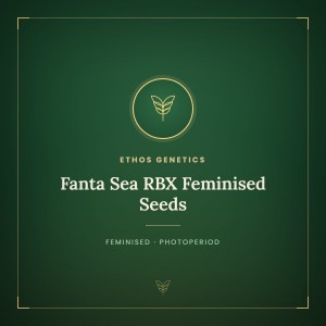 Fanta Sea RBX Feminised Seeds Fanta Sea RBX Feminised Seeds