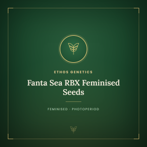 Fanta Sea RBX Feminised Seeds