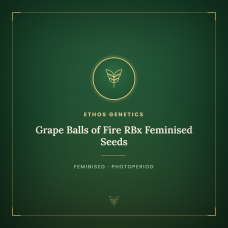 Grape Balls of Fire RBx Feminised Seeds Grape Balls of Fire RBx Feminised Seeds