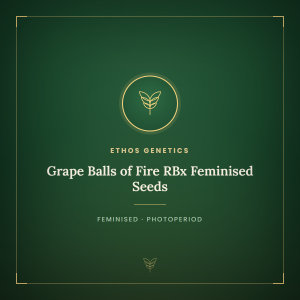 Grape Balls of Fire RBx Feminised Seeds Grape Balls of Fire RBx Feminised Seeds