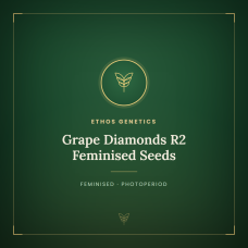 Grape Diamonds R2 Feminised Seeds Grape Diamonds R2 Feminised Seeds