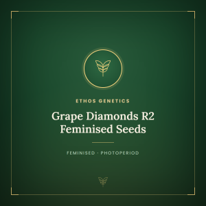 Grape Diamonds R2 Feminised Seeds