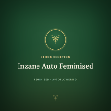 Inzane Auto Feminised Inzane Auto Feminised