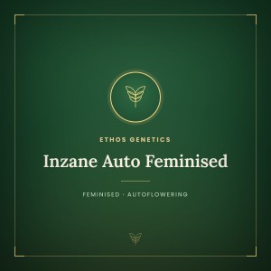 Inzane Auto Feminised