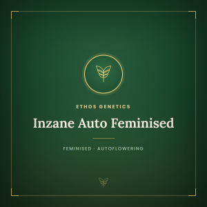 Inzane Auto Feminised Inzane Auto Feminised