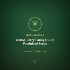 Lemon Berry Candy OG R2 Feminised Seeds Lemon Berry Candy OG R2 Feminised Seeds