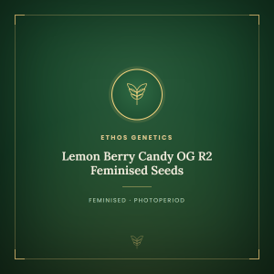 Lemon Berry Candy OG R2 Feminised Seeds Lemon Berry Candy OG R2 Feminised Seeds