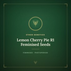 Lemon Cherry Pie R1 Feminised Seeds
