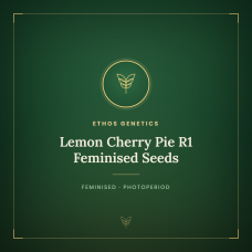 Lemon Cherry Pie R1 Feminised Seeds Lemon Cherry Pie R1 Feminised Seeds
