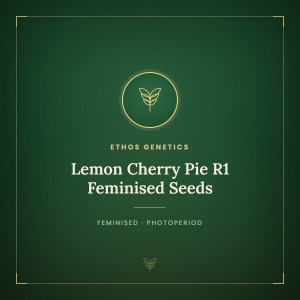 Lemon Cherry Pie R1 Feminised Seeds Lemon Cherry Pie R1 Feminised Seeds