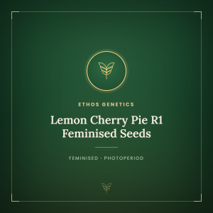 Lemon Cherry Pie R1 Feminised Seeds Lemon Cherry Pie R1 Feminised Seeds