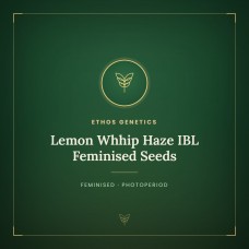 Lemon Whhip Haze IBL Feminised Seeds