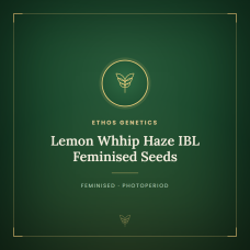 Lemon Whhip Haze IBL Feminised Seeds Lemon Whhip Haze IBL Feminised Seeds