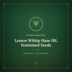 Lemon Whhip Haze IBL Feminised Seeds